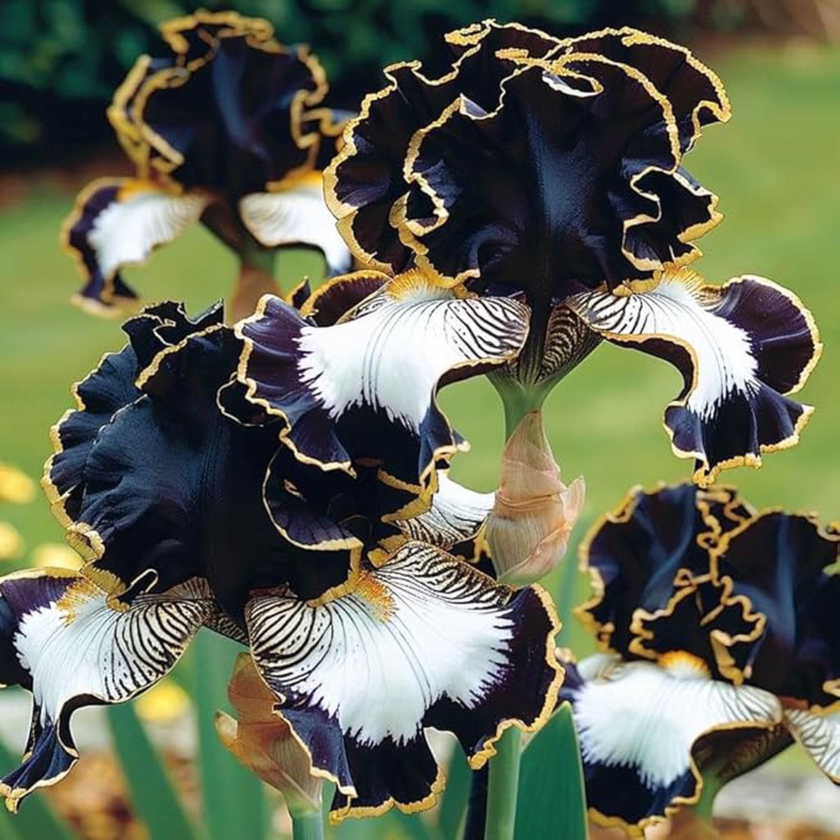 Iris Germanica Flower Seeds for Planting in home garden