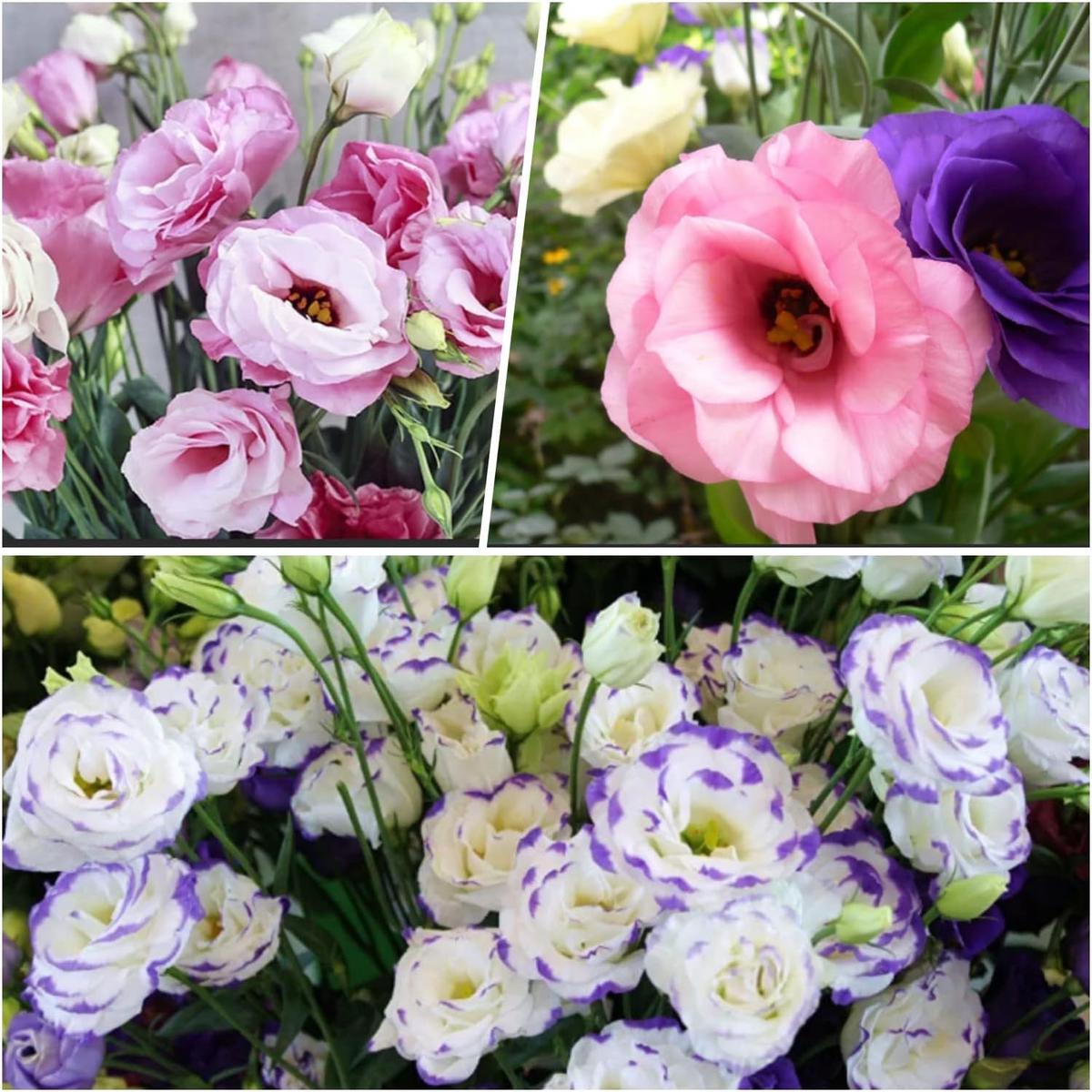 Lisianthus Mix Flower Seeds for Planting Heirloom, Non-GMO, Easy to Grow, Annual