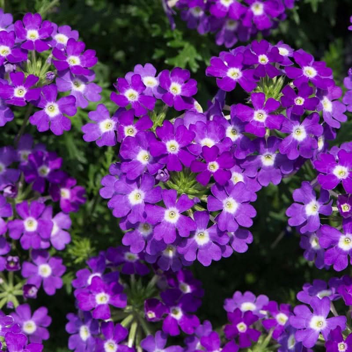 Semi Trailing Verbena Flower For Planting Heirloom Non Gmo Cascading Blooms For Hanging Baskets
