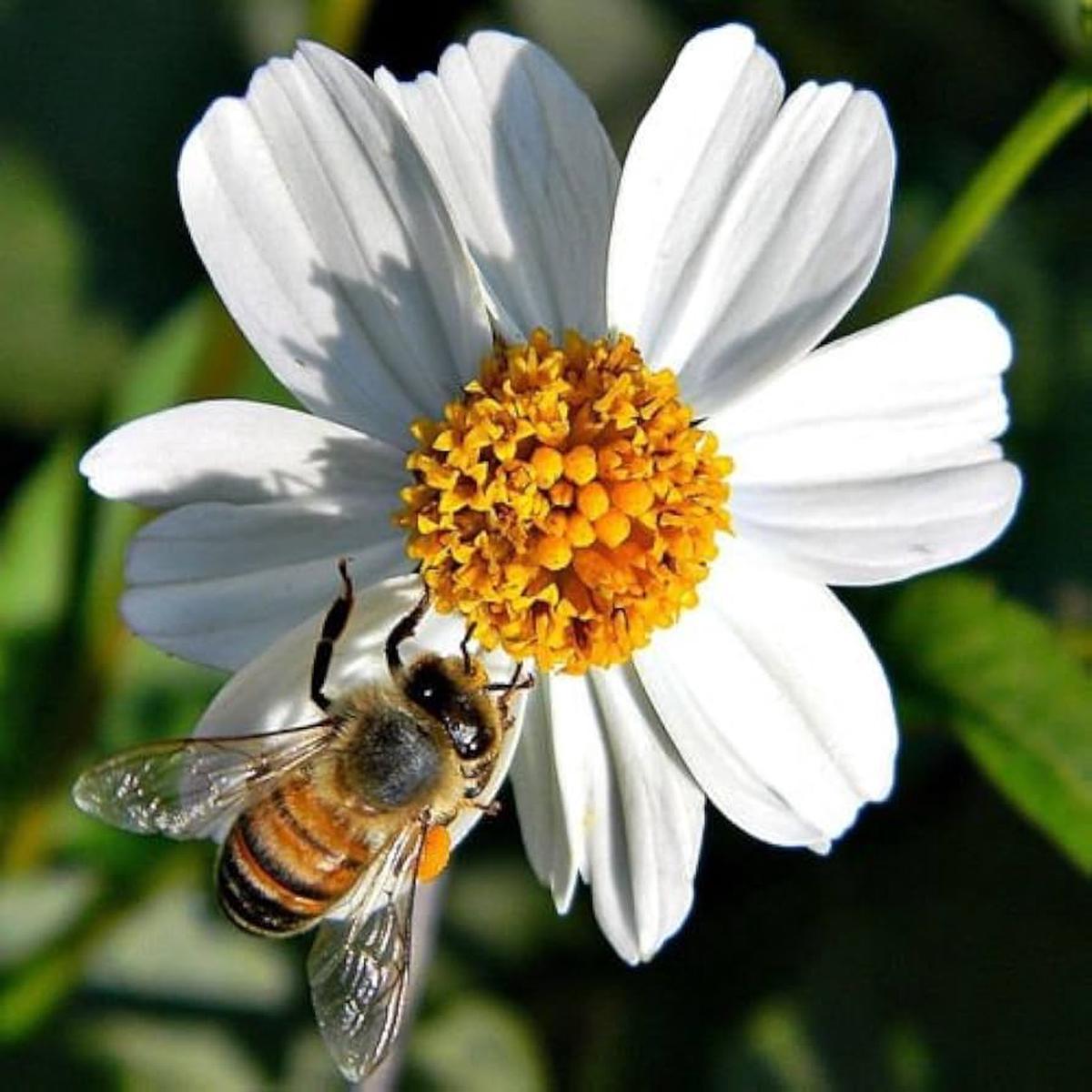 Spanish Needle Seeds for Planting Bidens alba for pollinator gardens and meadows