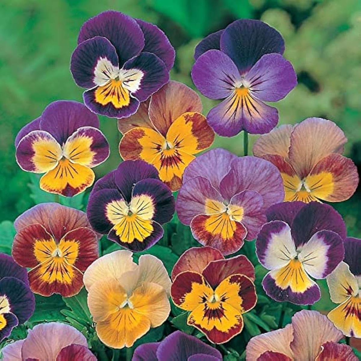 Viola Red Blue Flower Seeds for Planting Heirloom Non-GMO High Germination Organic Garden Seeds