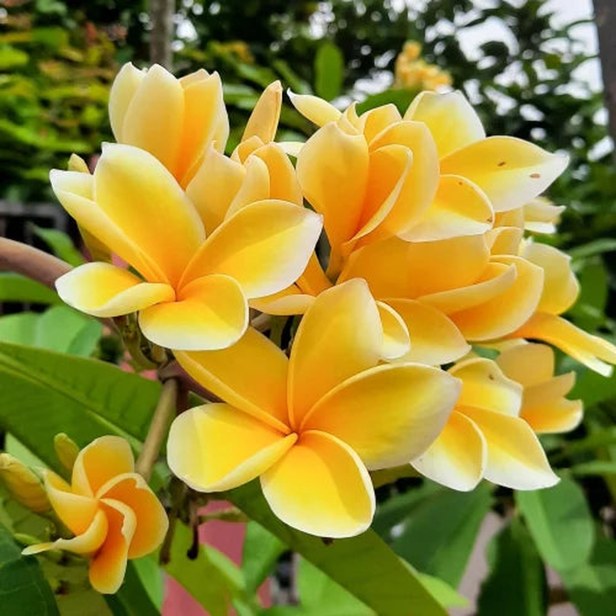 Yellow White Egg Flower Seeds for Planting  Heirloom, Non-GMO, High Germination Garden Seeds