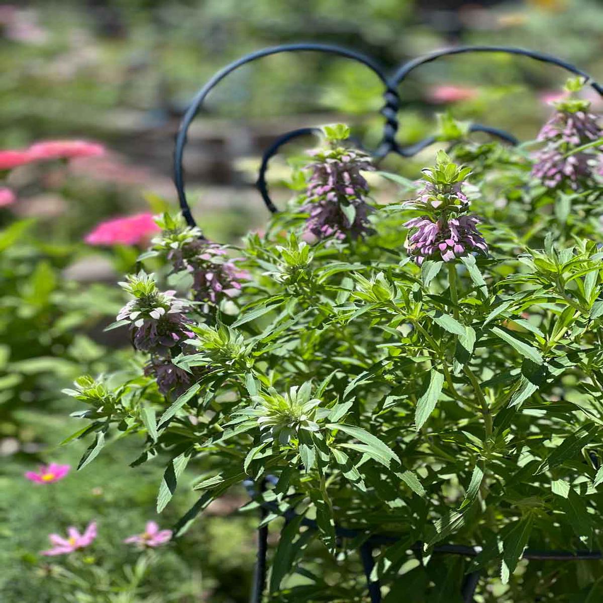 Bee Balm Flower Seeds for Planting Heirloom, Non-GMO, Pollinator-Friendly, Perennial