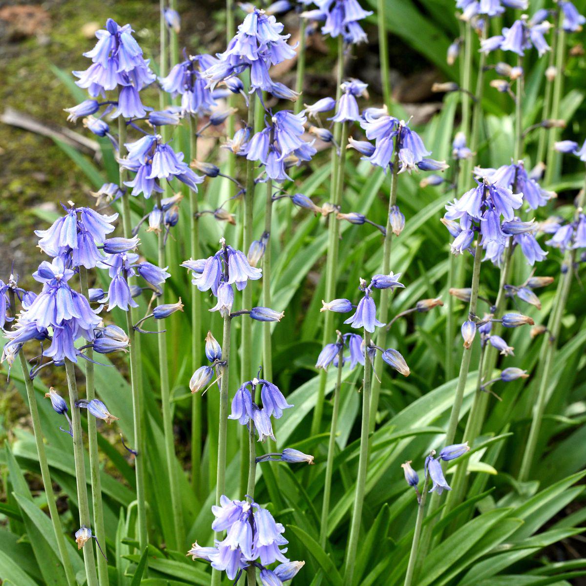 Blue Bell Flower Seeds for Planting and Gardening