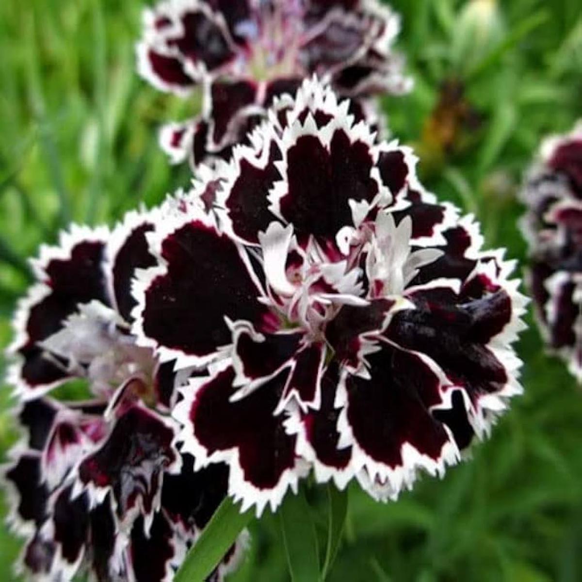 Carnation Black Flower Seeds for Planting Heirloom Non-GMO, High Germination Organic Garden Seeds