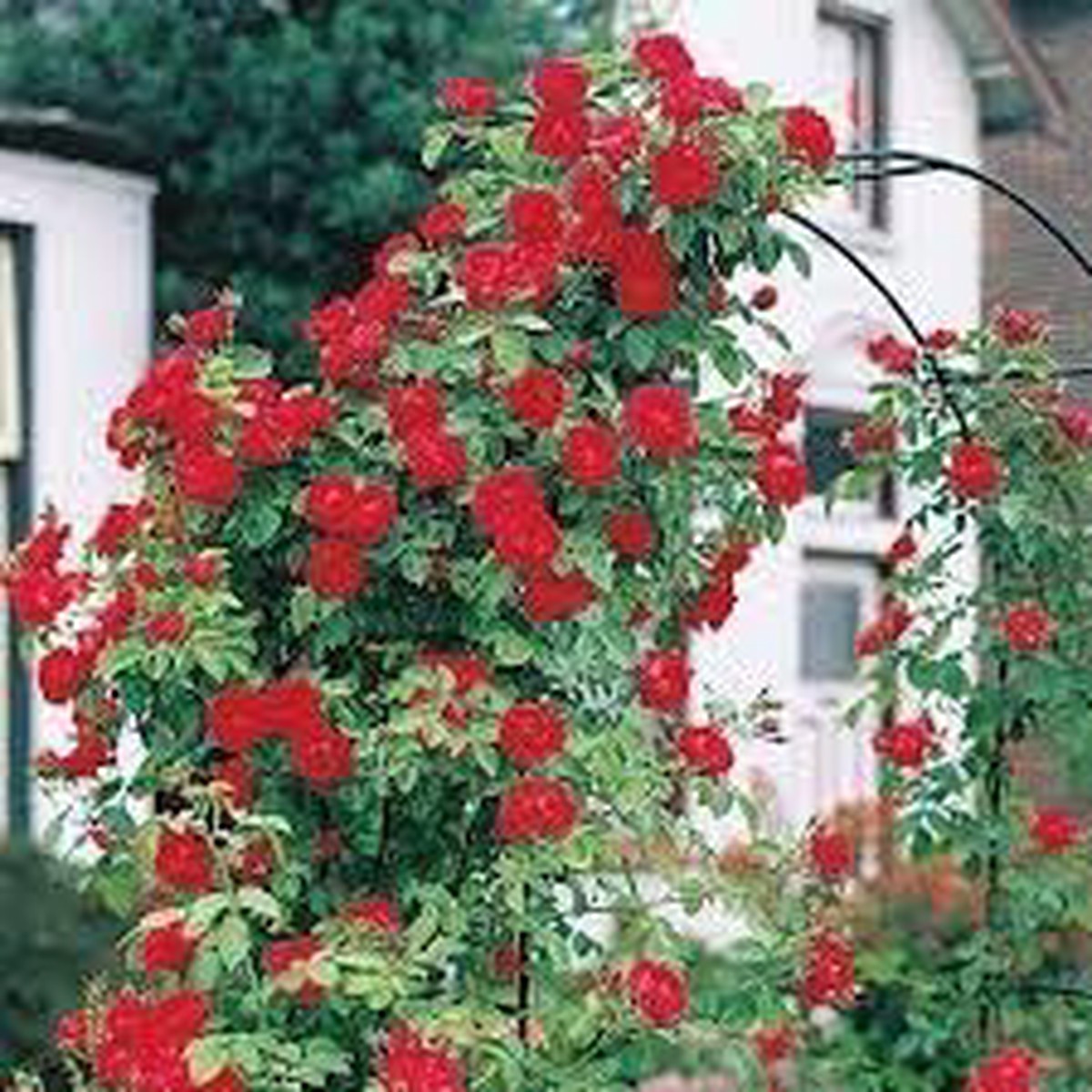 Climbing Rose Flower Seeds for Planting Heirloom Non-GMO High Germination Seeds for Vertical Gardens