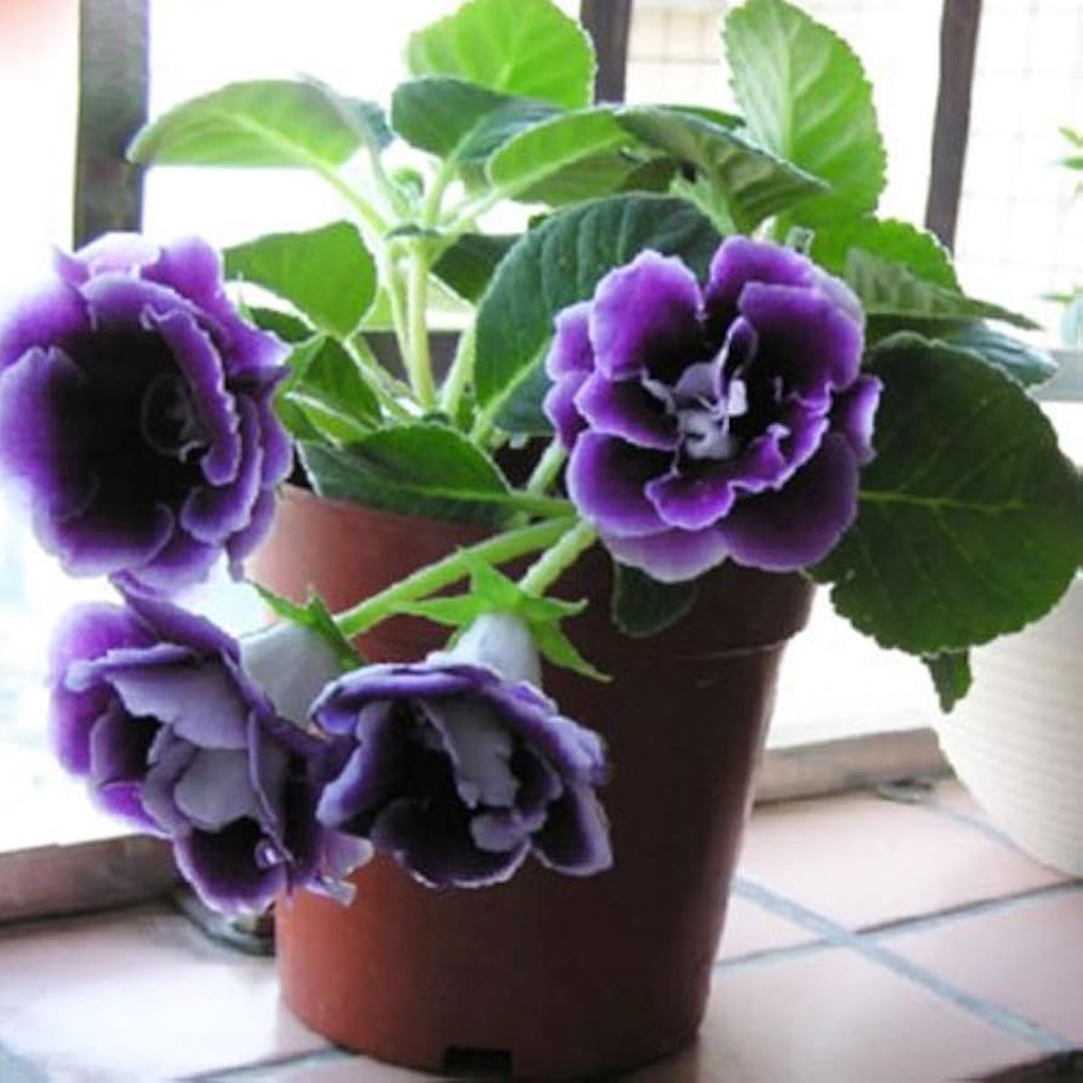 Gloxinia Flower Seeds, Mixed Colors, Potted Plants, Bonsai Flowers