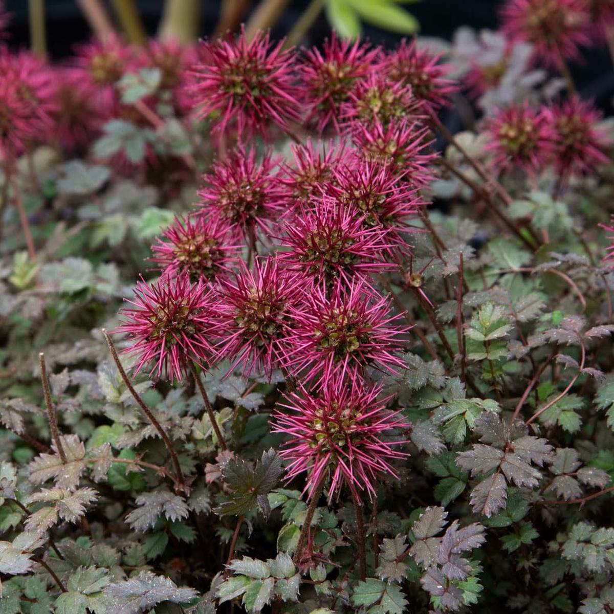 Heirloom Non-GMO Acaena Microphylla Flower Seeds for Planting Ground Cover with Unique Blooms