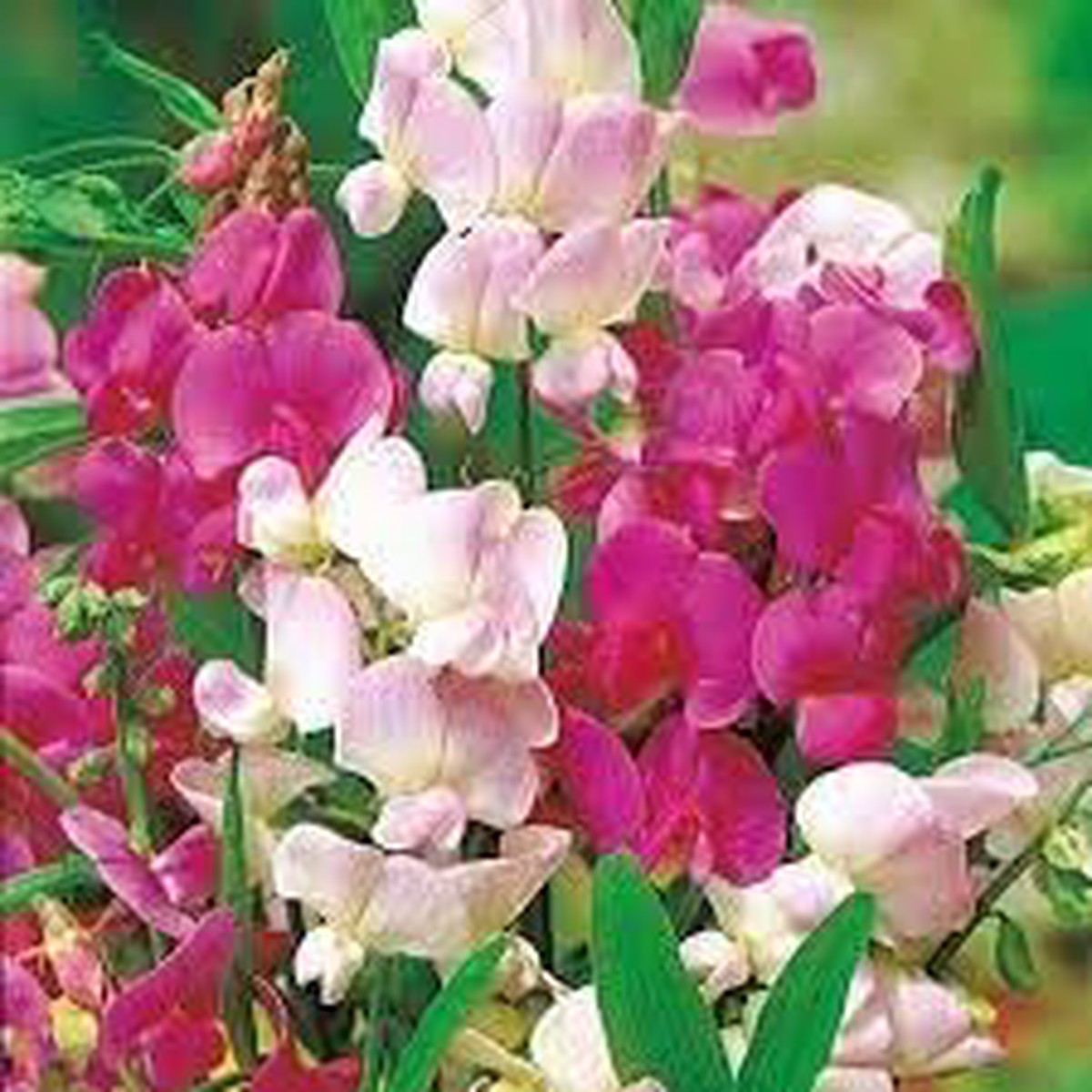 Heirloom Pea Flower Seeds Non-GMO, High Germination Fragrant Climbing Blooms for Garden Planting