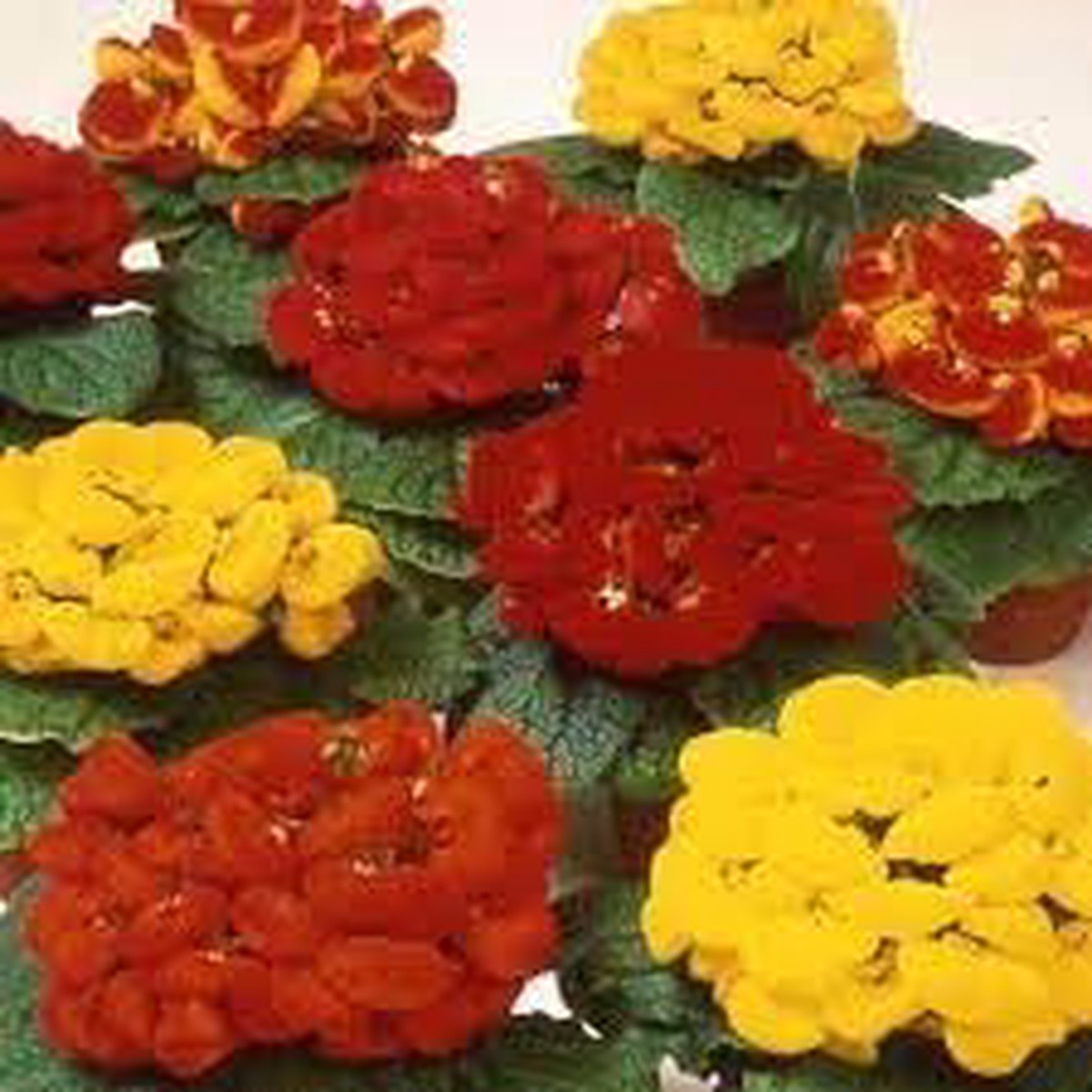 Slipper Flower Seeds Heirloom Non GMO Planting - 100 pcs