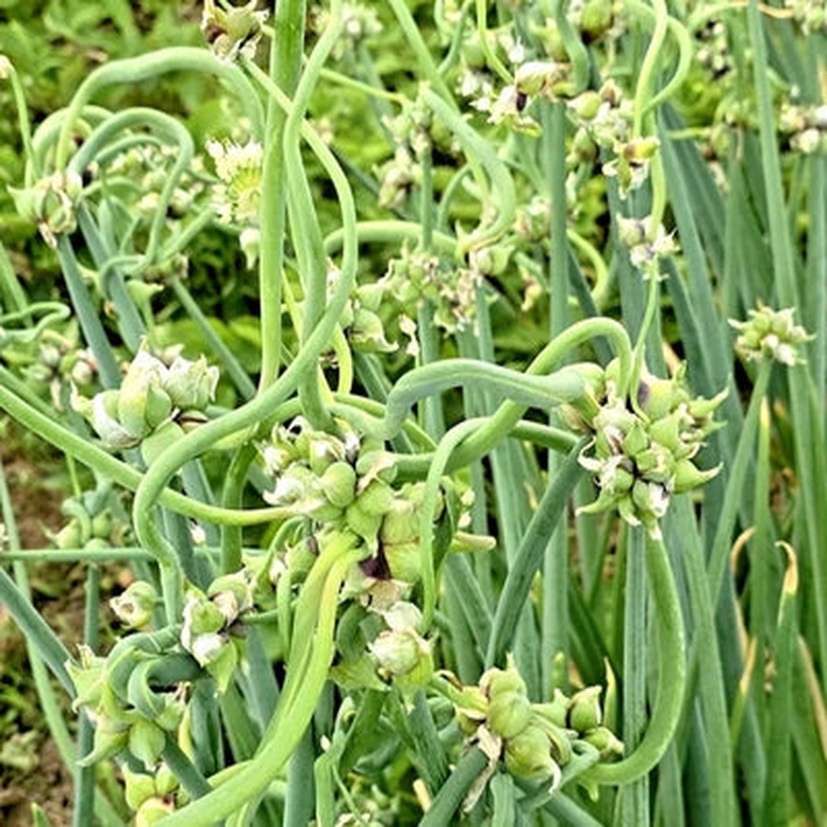 10Onion seeds Top Sets Egyptian Walking Onions Multiplier Tree Onion Perennial Heirloom, Non-GMO