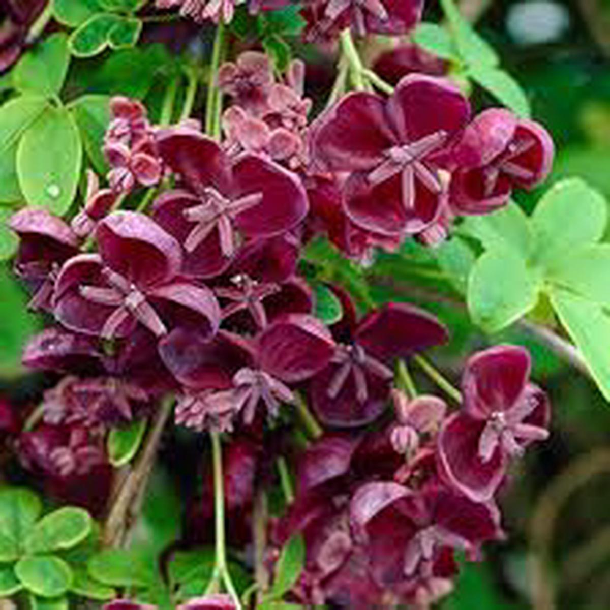 Akebia Quinata Flower Seeds for Planting  Heirloom, Non-GMO, High Germination Organic Garden Seeds