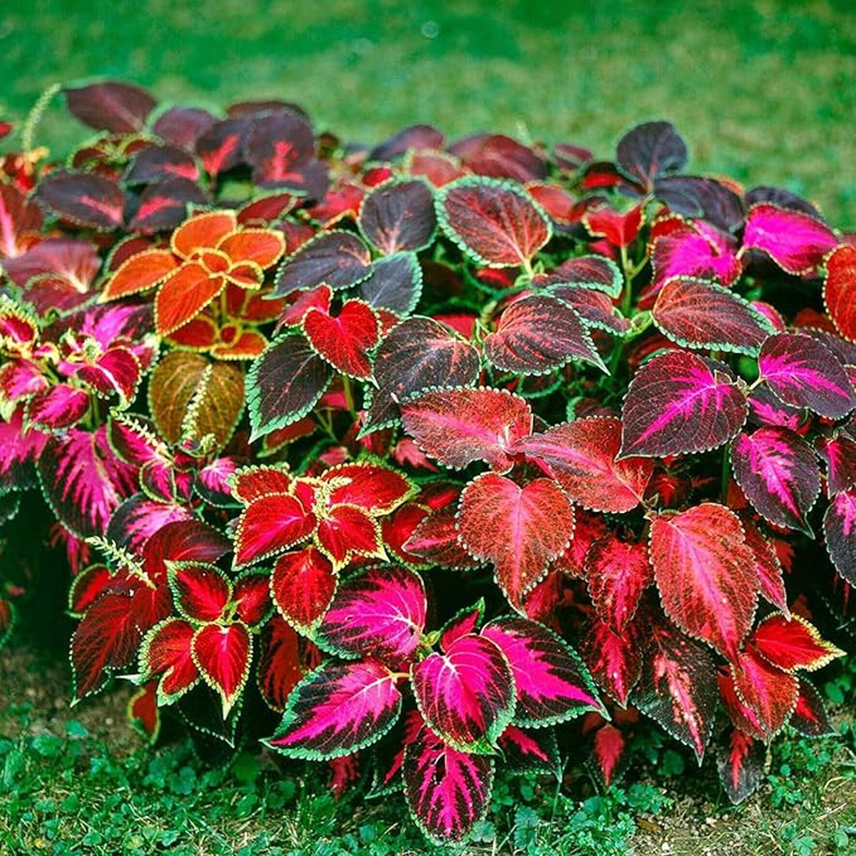 Coleus Seeds - Rare Colors Plectranthus scutellarioides Indoor Garden