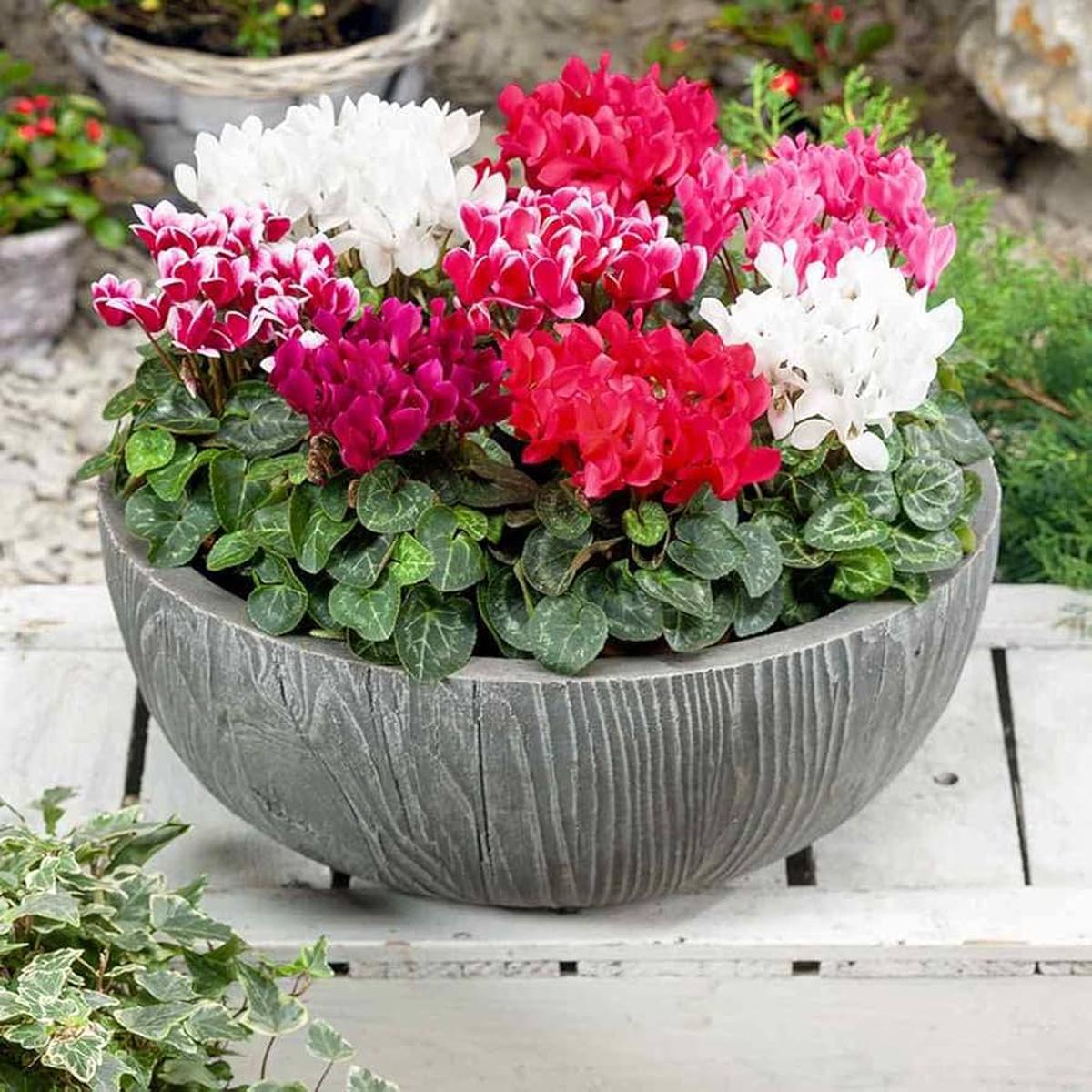 Cyclamen Seeds for Planting Cyclamen persicum Alpenveilchen for shaded patios and pots