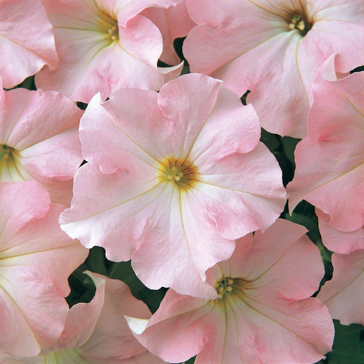 Dreams Appleblossom Pelleted