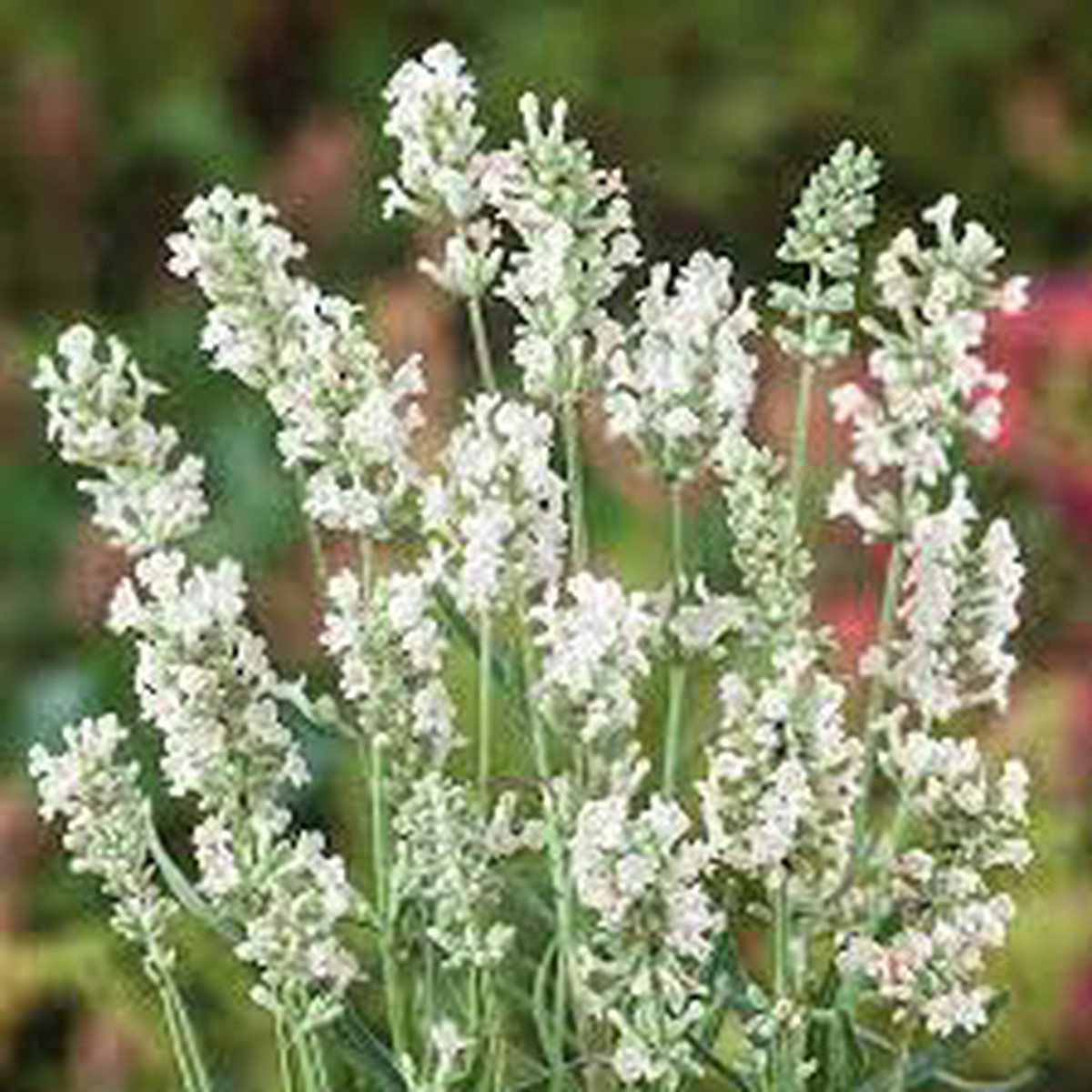 Heirloom Non-GMO White Lavender Seeds for Planting High Germination Organic Garden Seeds