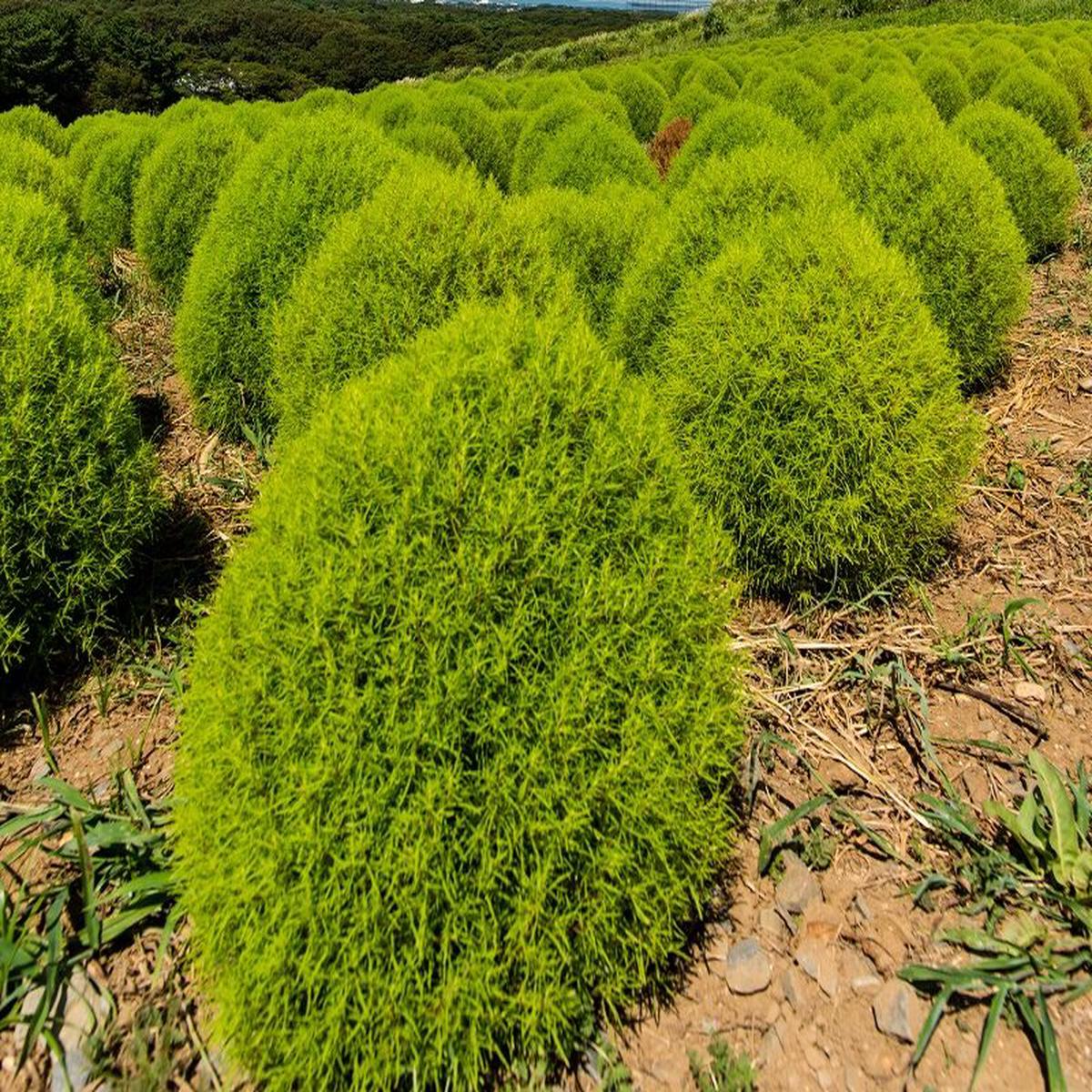 Kochia Fire Bush Seeds