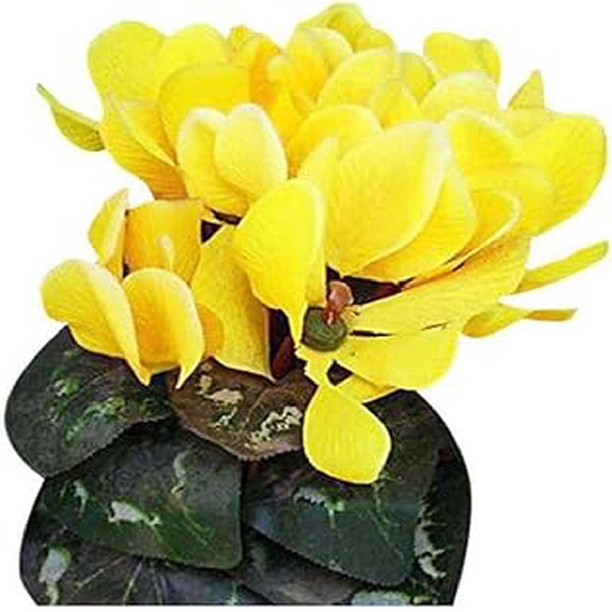 Light Yellow Cyclamen Flower Seeds - 100 pcs