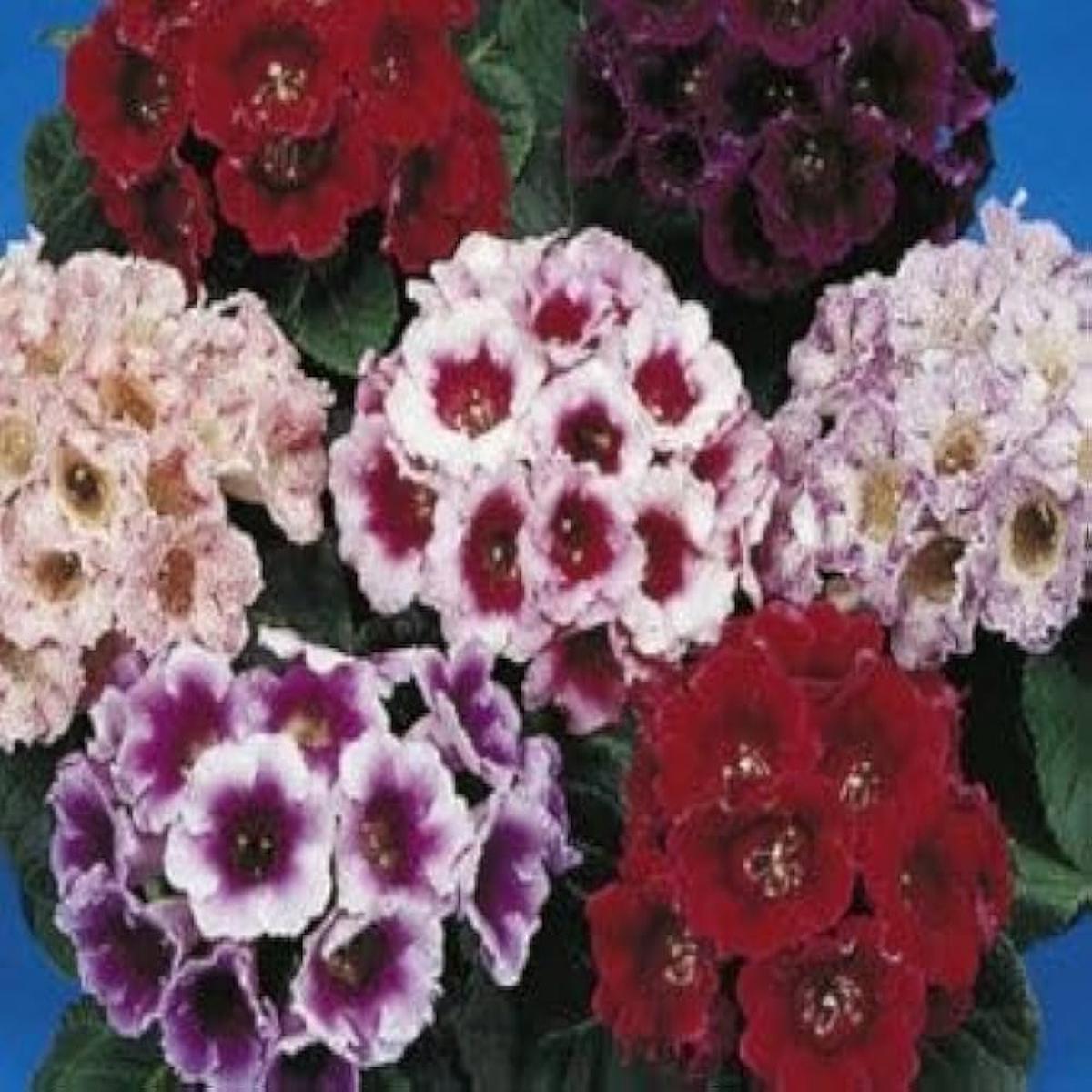 Multi Gloxinia Flower Seeds for Planting Heirloom, Non-GMO, High Germination Organic Garden Seeds