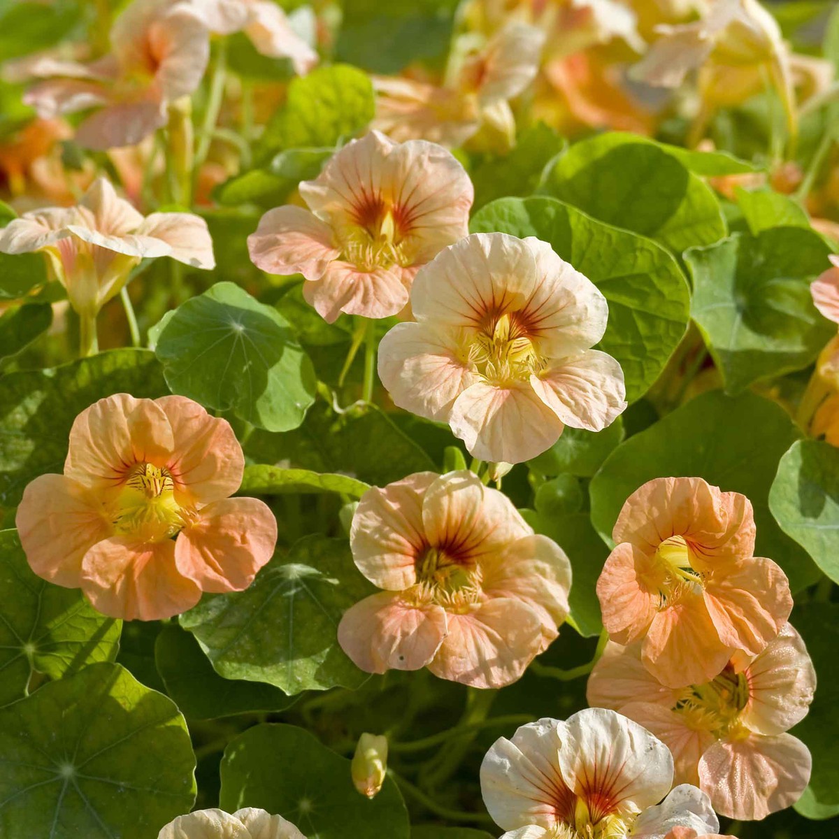 Nasturtium Seeds - Tip Top Apricot