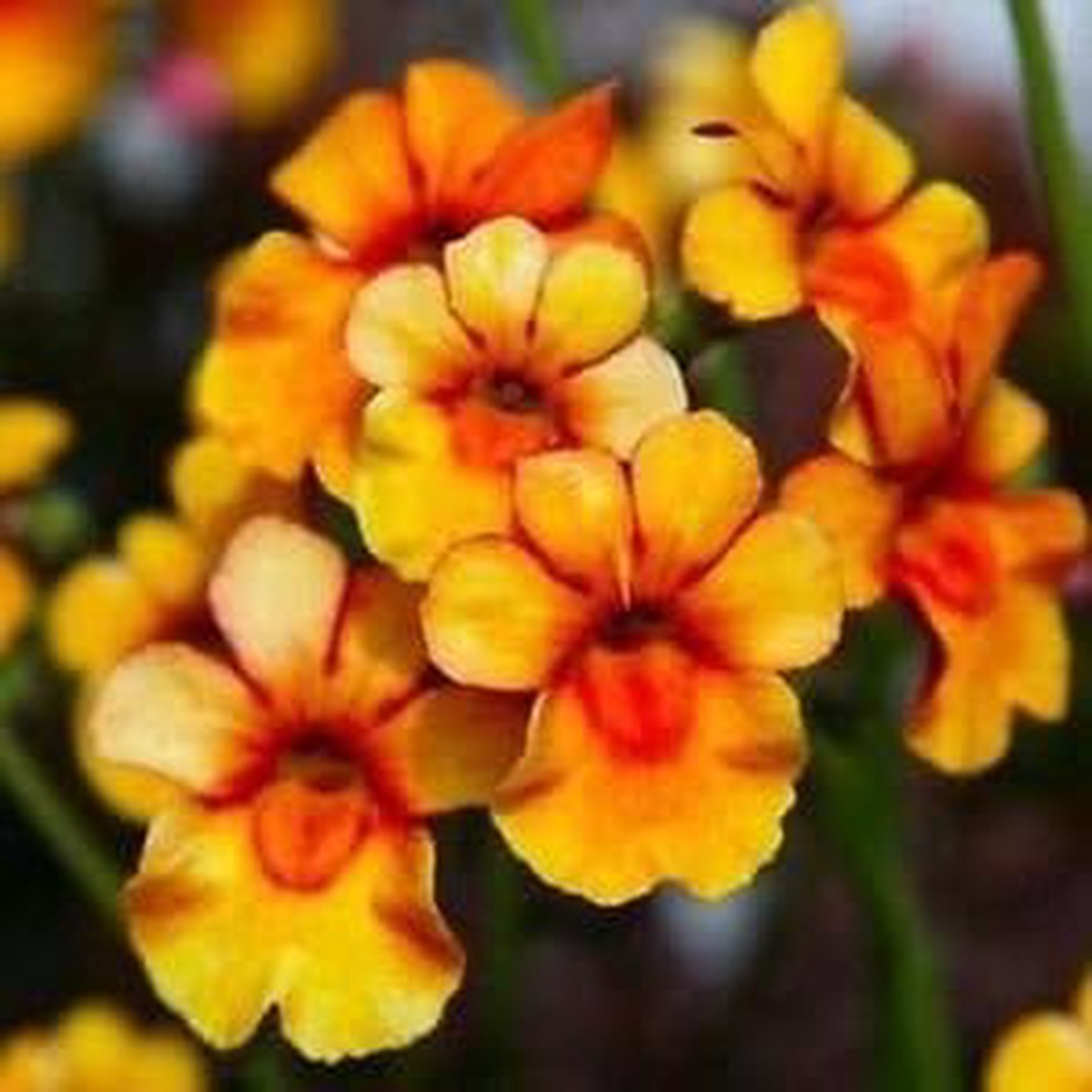 Orange Nemesia Flower Seeds for Planting - 100 pcs