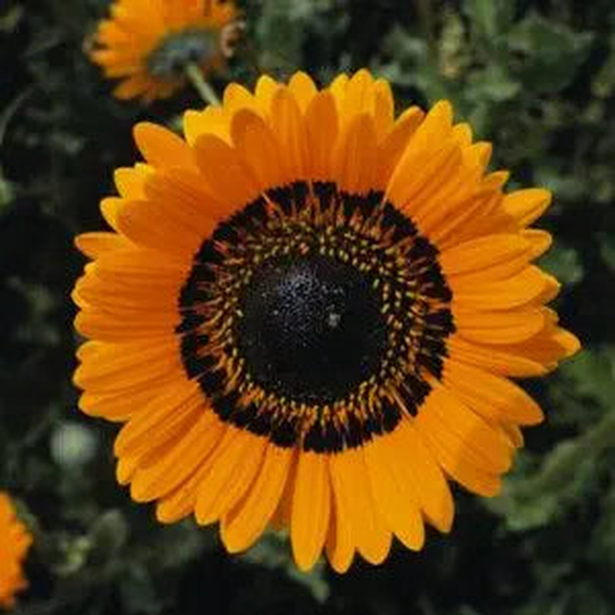Orange Prince Venidium Seeds for Bold Orange Flowers