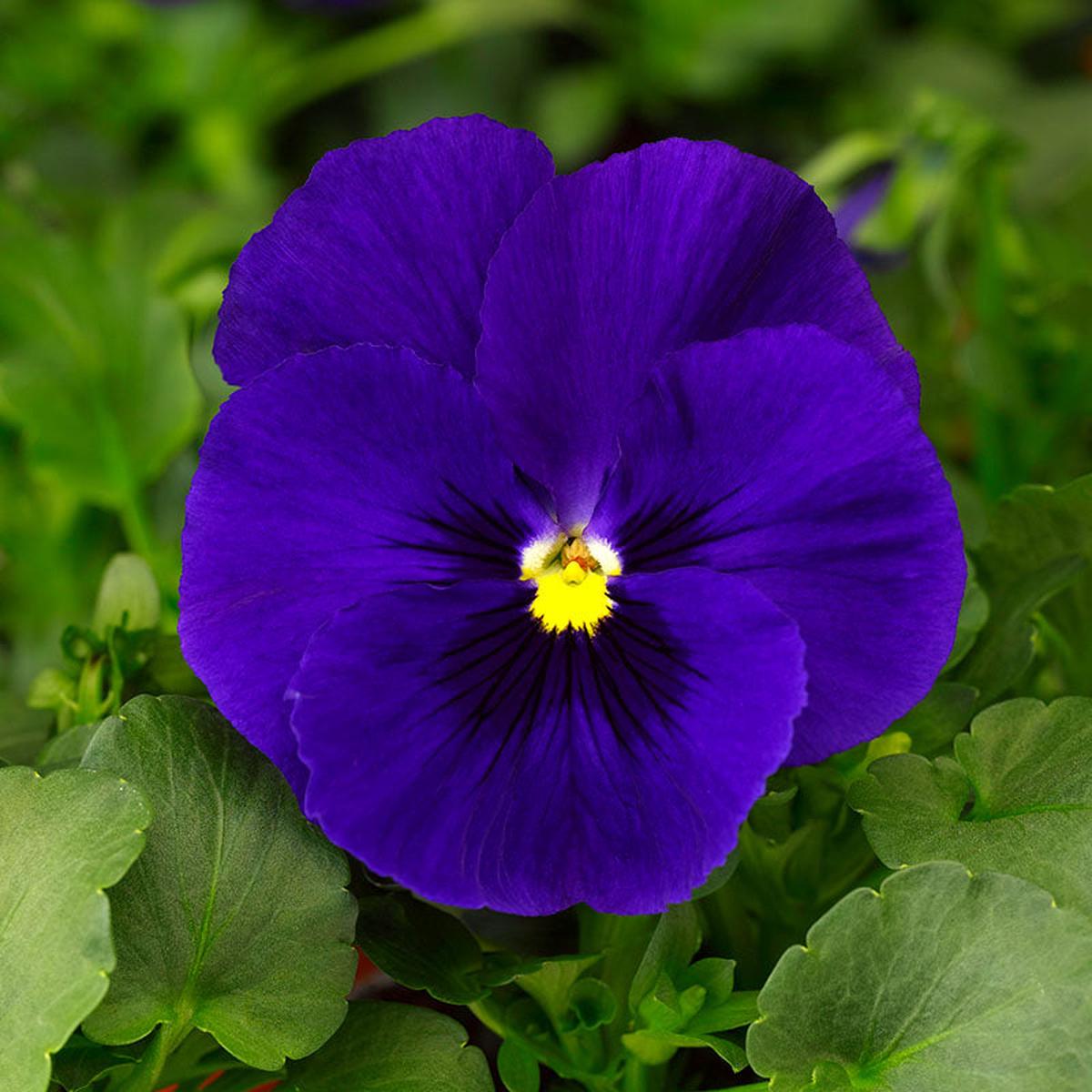 Pansy Delta Pre Deep Blue Seeds for Deep Blue Pansy Flowers