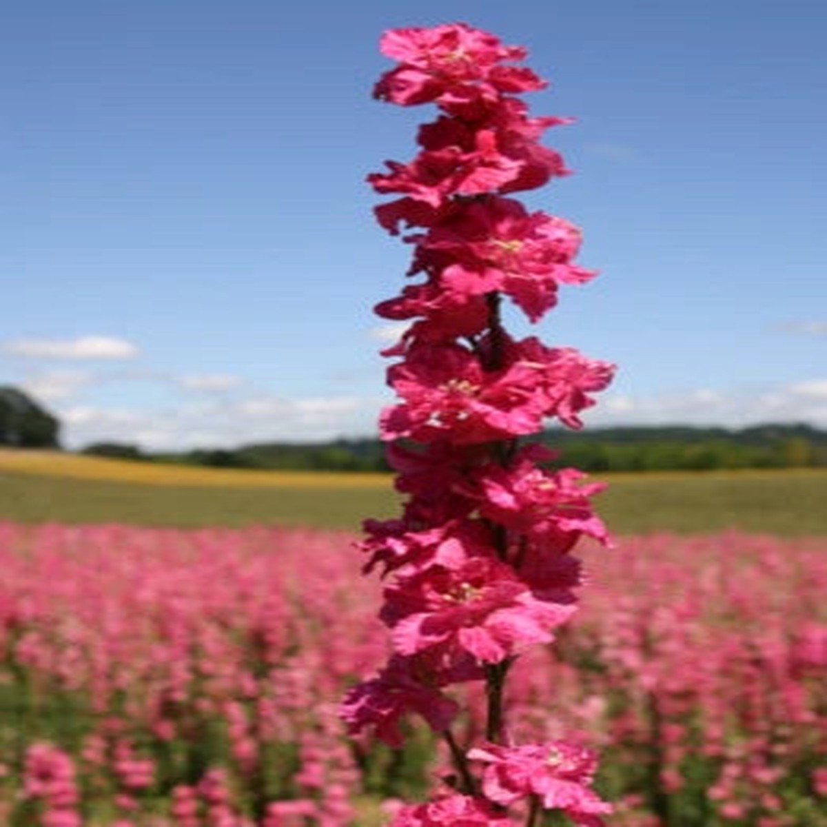 Rocket Larkspur Delphinium Deep Carmine Heirloom, Non-GMO, Pollinator-Friendly Blooms