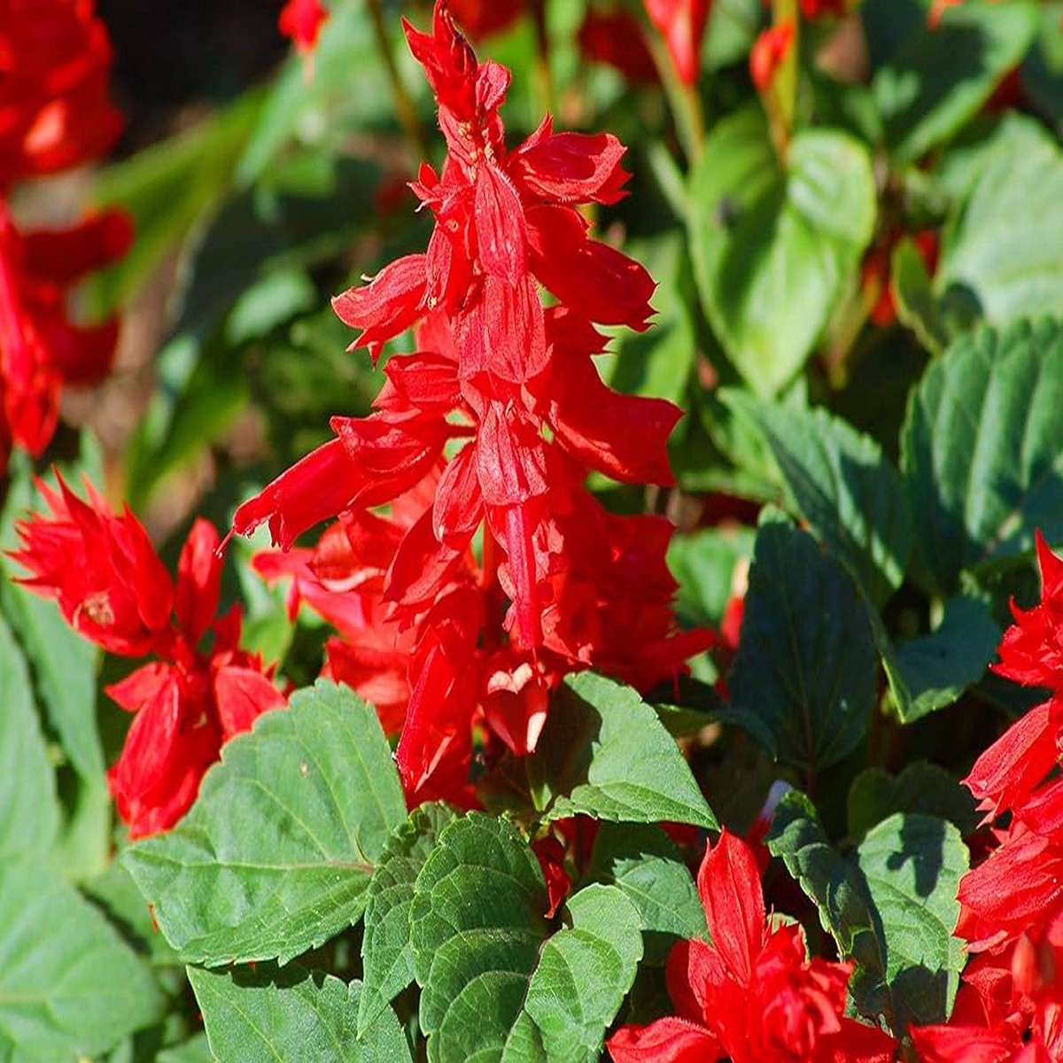 Salvia Honeydew Garden Seeds ( Packets) for Outdoor Planting