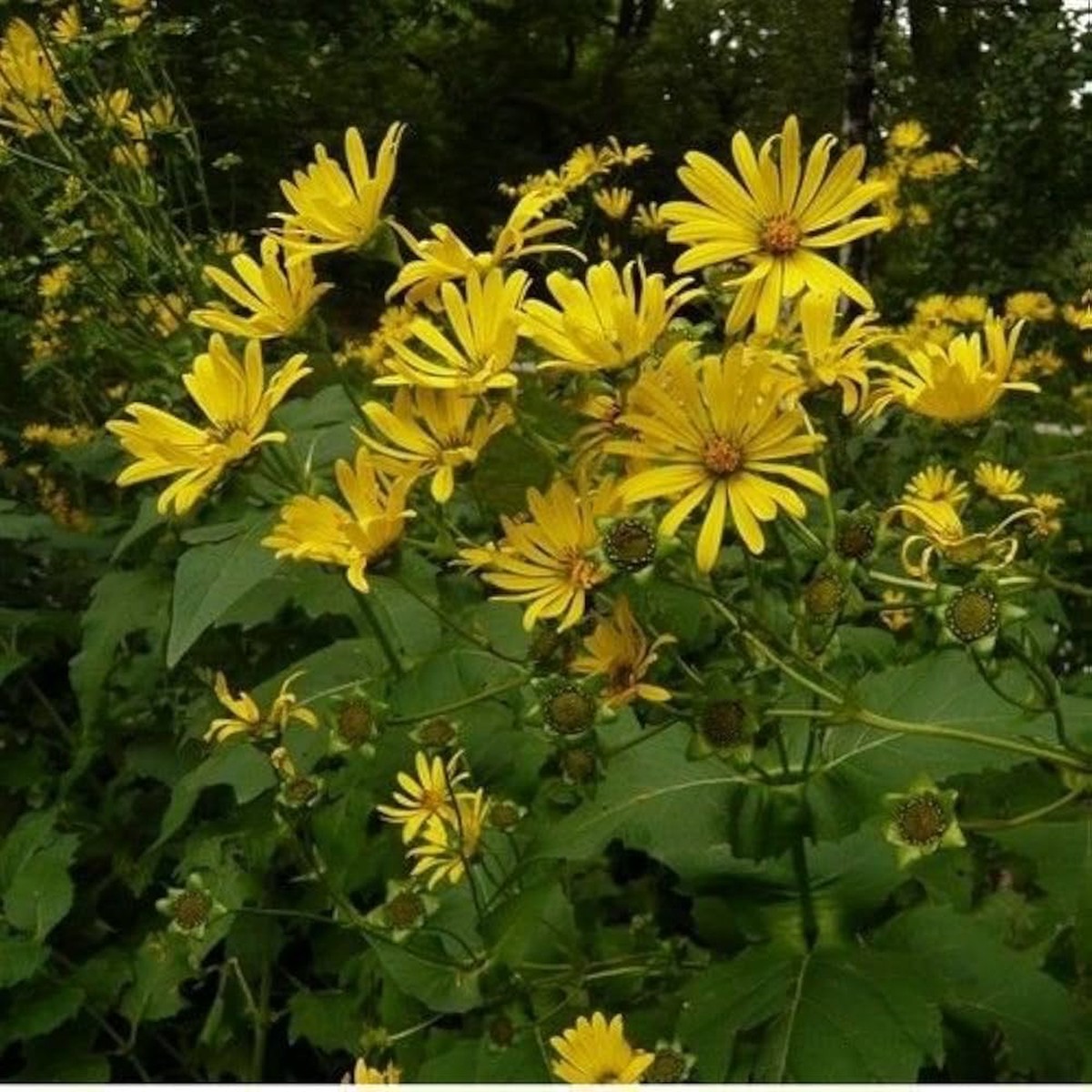 Yellow Silphium Perfoliatum Flower Seeds for Planting Heirloom, Non-GMO, High Germination Organic Garden Seeds