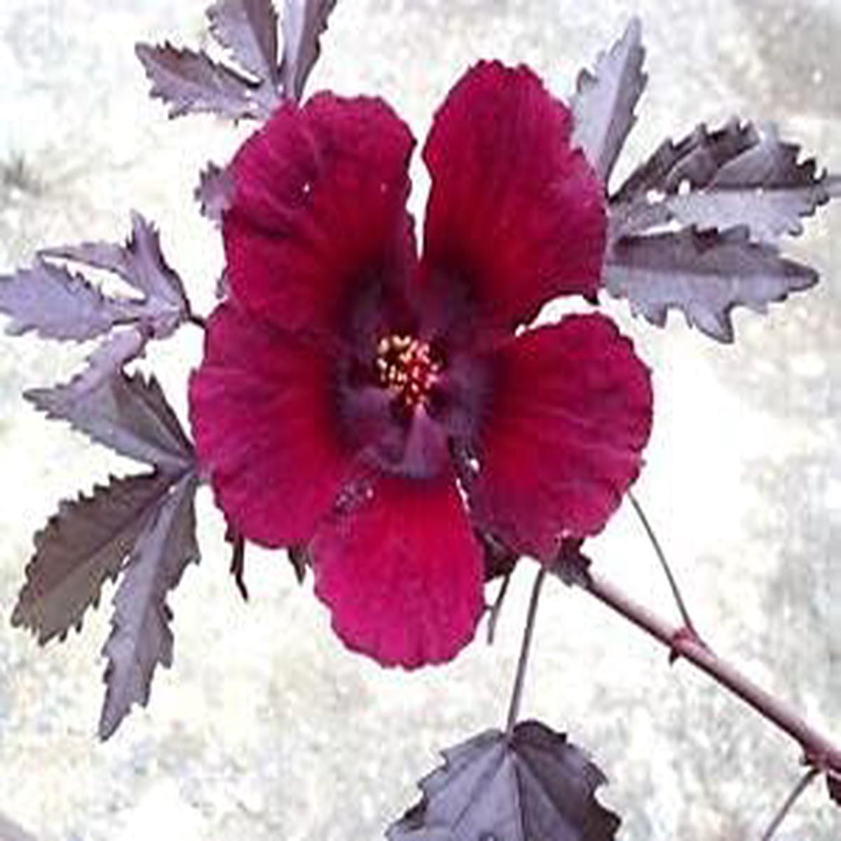 Burgundy Hibiscus Flower Seeds Heirloom Non-GMO Flower Seeds for Planting