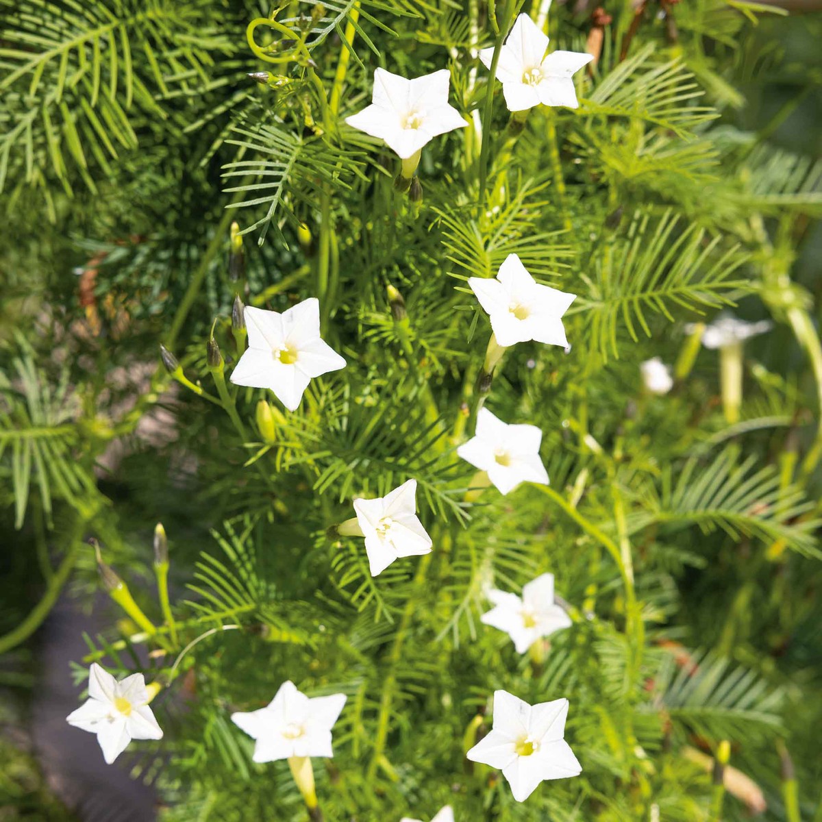 Cardinal Climber Seeds - White
