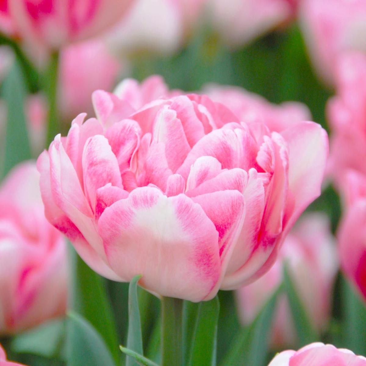 Double Tulip Flower Seeds for Planting Heirloom, Non-GMO, High Germination Hardy Garden Seeds
