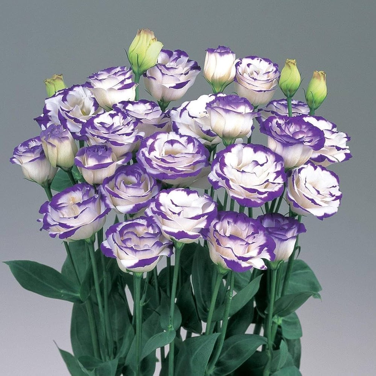 Lisianthus (Eustoma) Seeds for Planting Heirloom, Non-GMO, Easy to Grow, Annual Blooms