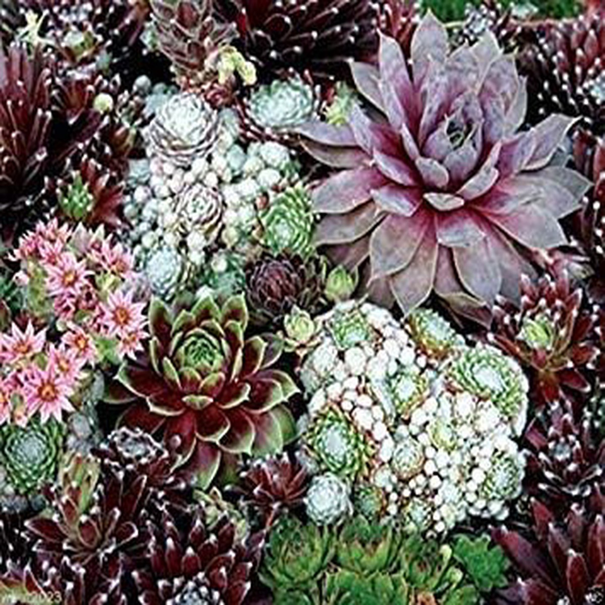 Mixed Sempervivum Flower Seeds for Planting - NON GMO seeds
