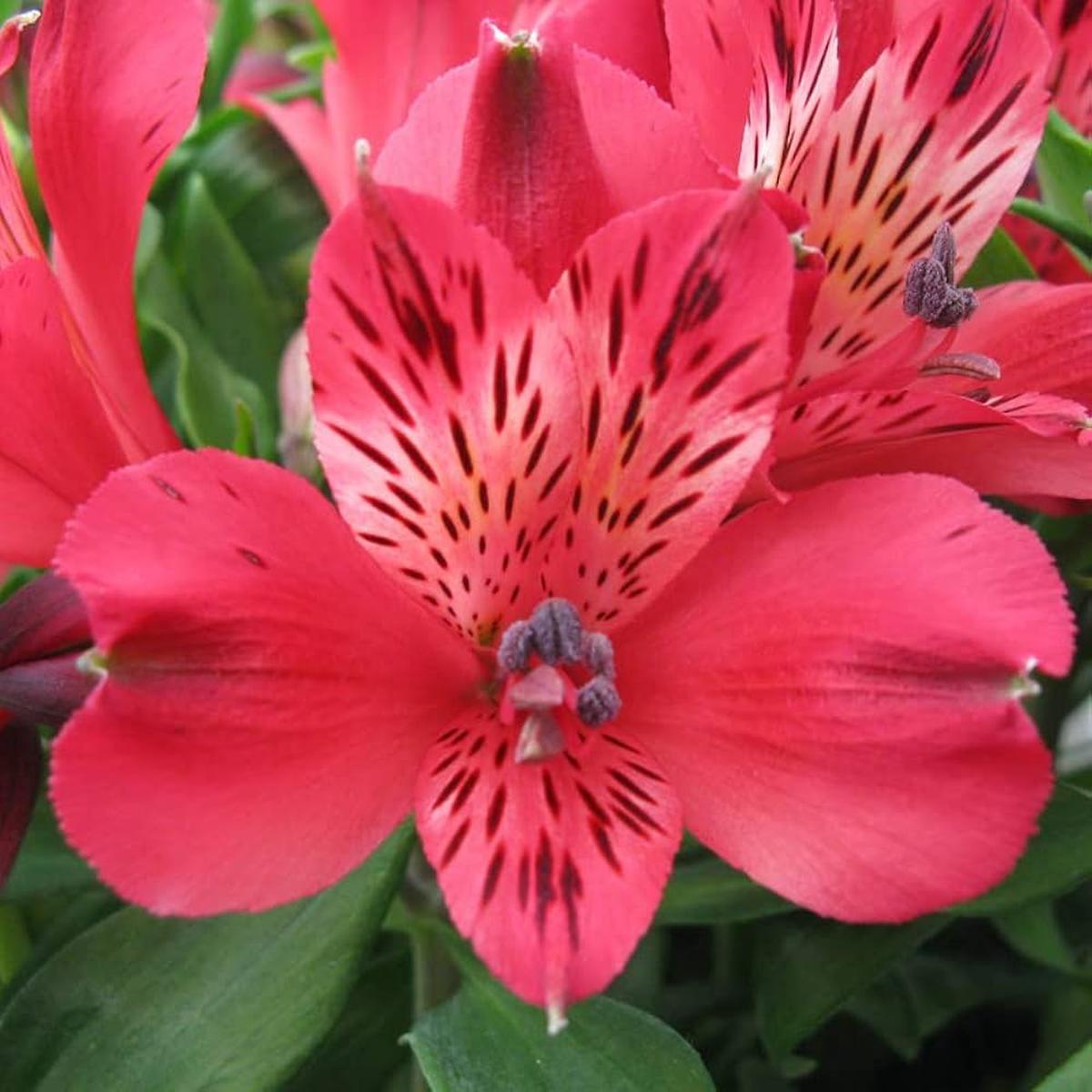 Peruvian Lily Alstroemeria Flower Seeds