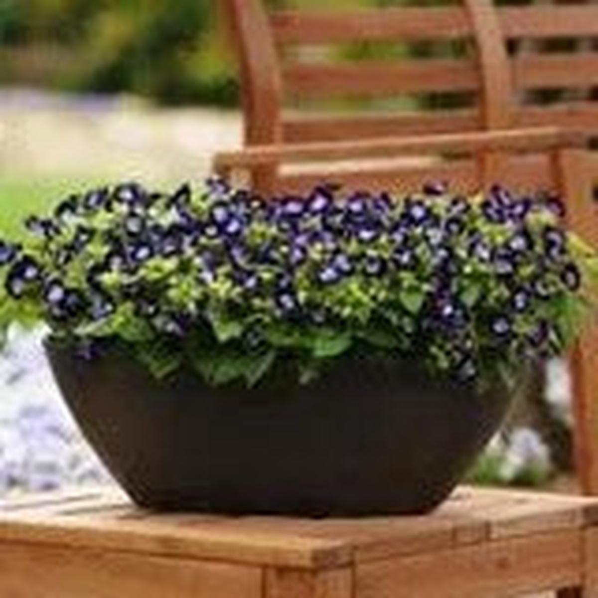 Torenia Kauai Deep Blue - 10 seeds