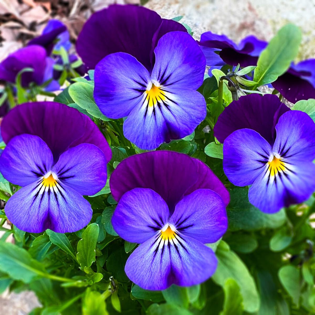 Blue Pansy Jump Up Flower Seeds for Planting