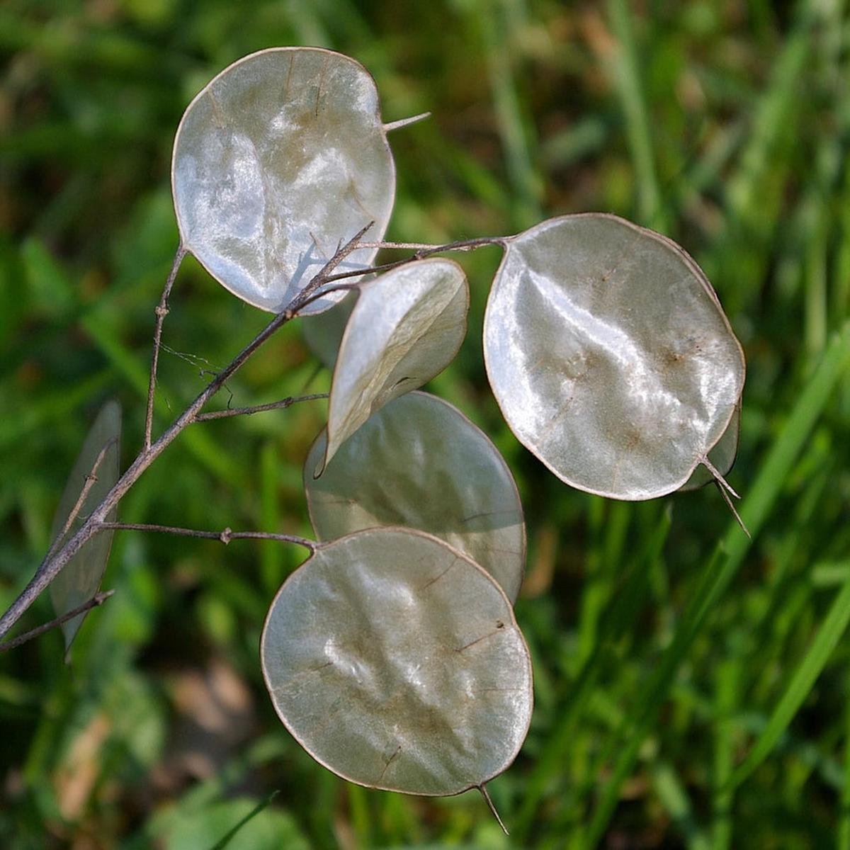 Dollar Flower Seeds for Planting Heirloom, Non-GMO Compact Growth, High Germination Seeds