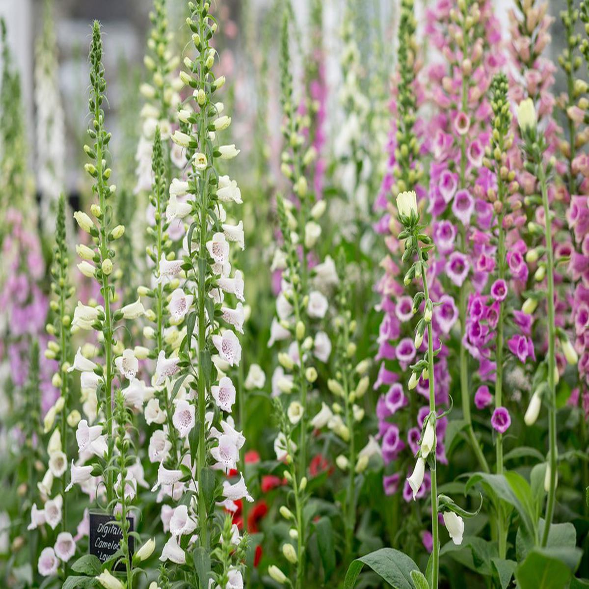Foxglove (Digitalis Purpurea) Flower Seeds for Planting Heirloom, Non-GMO, Biennial, Pollinator-Friendly