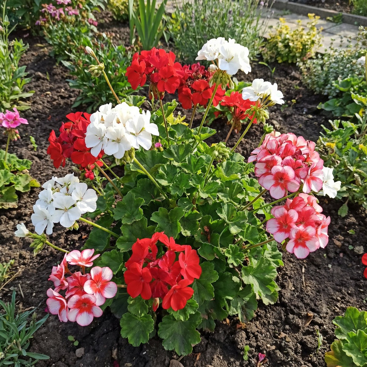 Geranium Flower Seeds for Planting Red & White Blooms for Your Garden