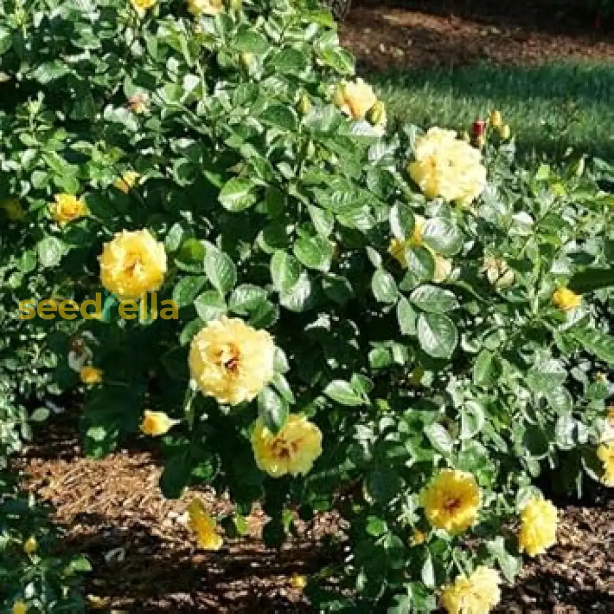 Light Yellow Climbing Rose Seeds for Planting - Beautiful Garden Climber Roses