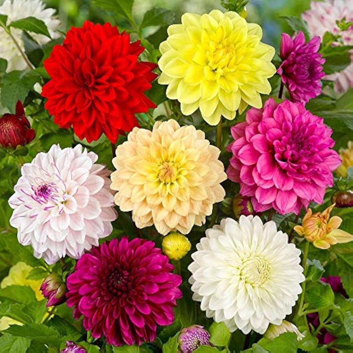 Misti Dalia Flower Seeds Soft and Elegant Garden Blooms