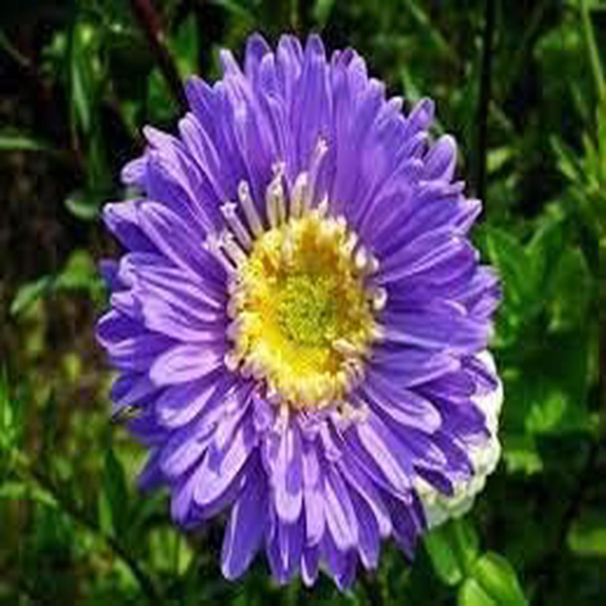 Organic Chrysanthemum Yellow Purple Flower Seeds for Planting Heirloom, Non-GMO