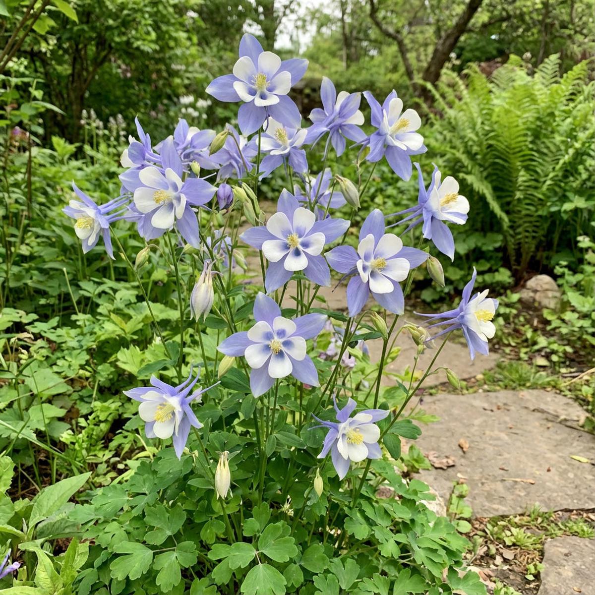 Planting Aquilegia Flower Seeds: Blue and White Varieties