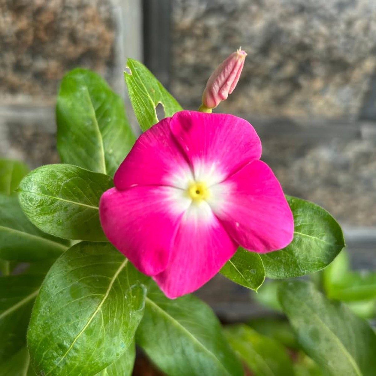 Rose Halo Periwinkle Seeds Fragrant Vinca Annual with Rosy Accents