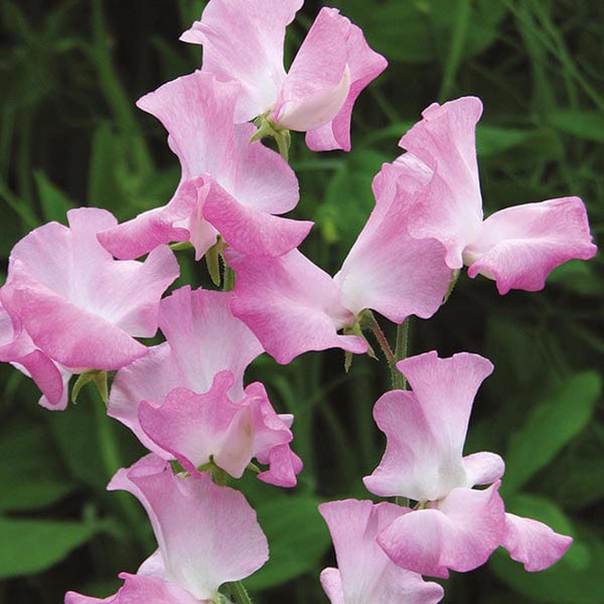 Sweet Pea Gwendoline Flower Seeds
