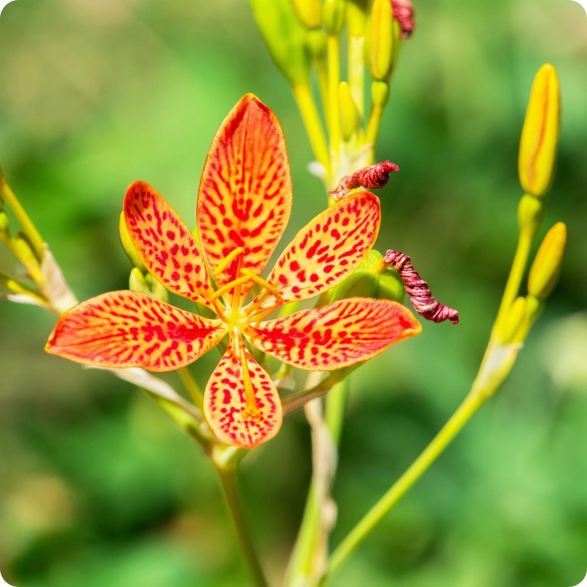 Blackberry Lily Seeds