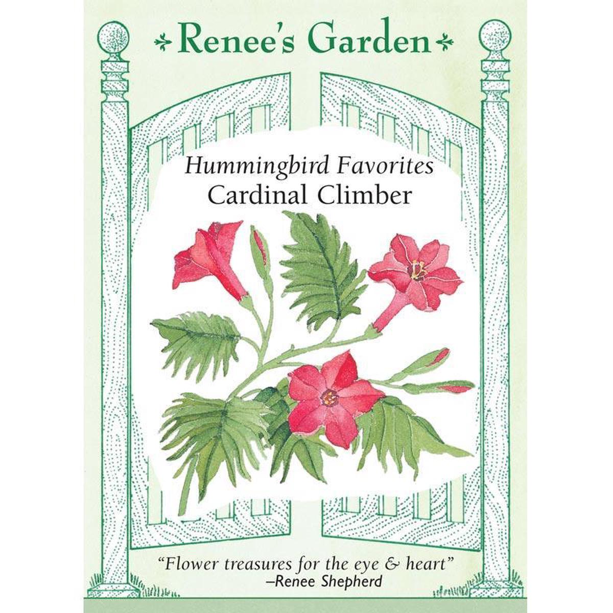 Cardinal Climber Vine Flower Seeds