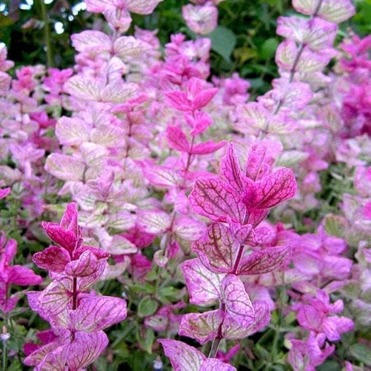 Clary Sage Flower Seeds for Planting Heirloom, Non-GMO, Easy to Grow, Annual